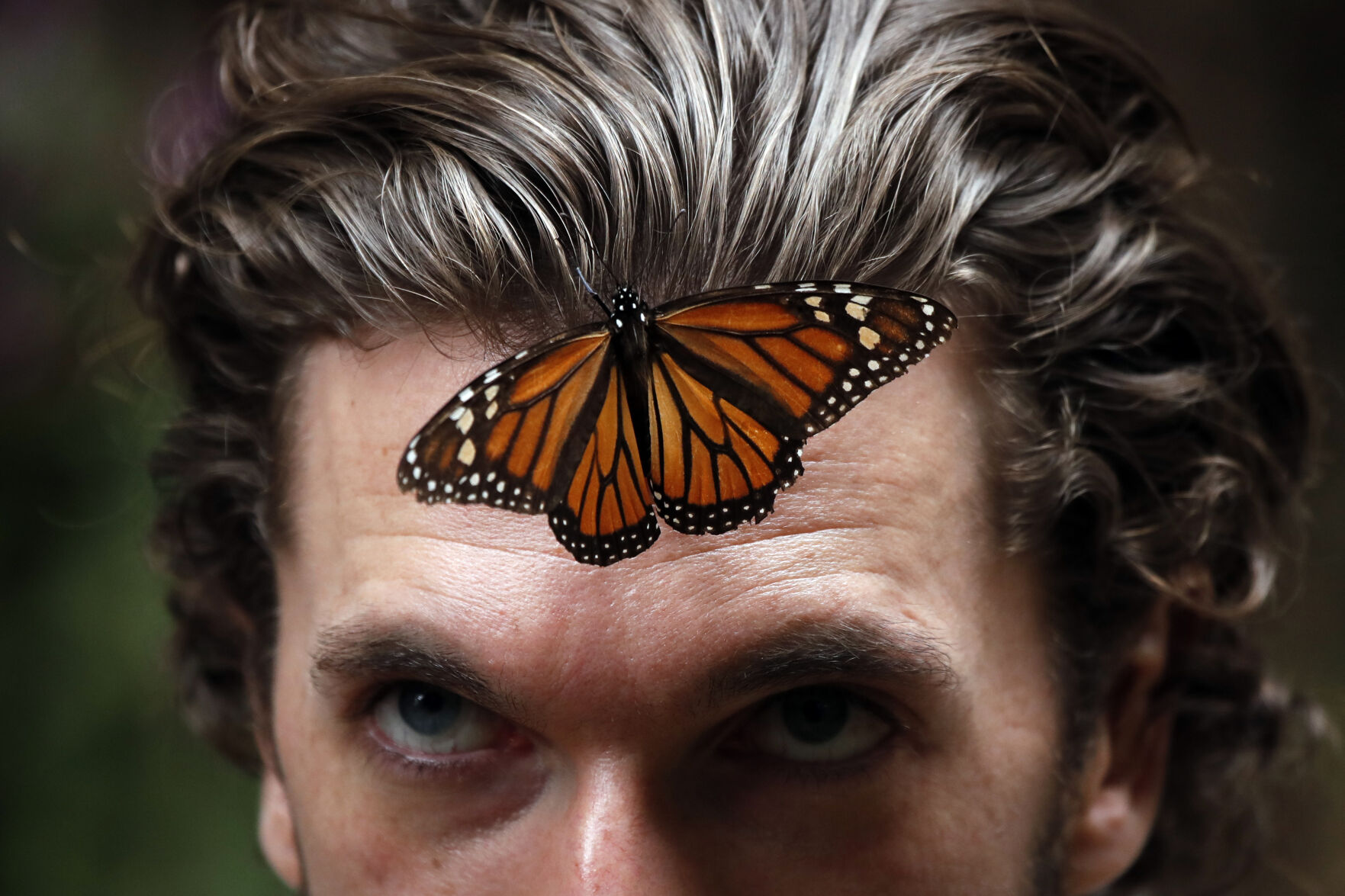 Mexico-Monarch Butterfies